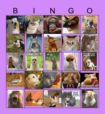 funny animals Bingo Card