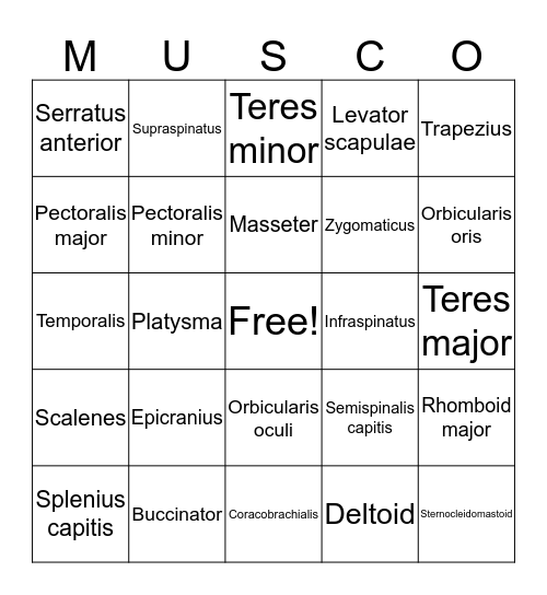 Muscle List #1 Bingo Card