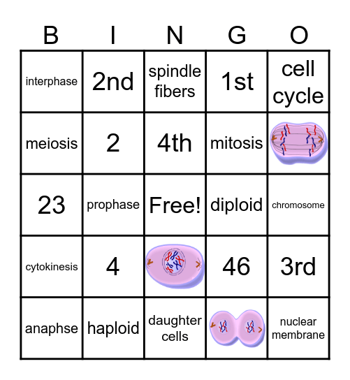 Cell Division Bingo Card