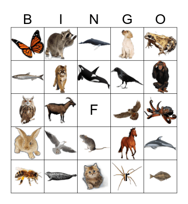 Animals Bingo Card