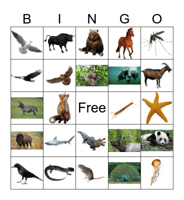 Animals Bingo Card