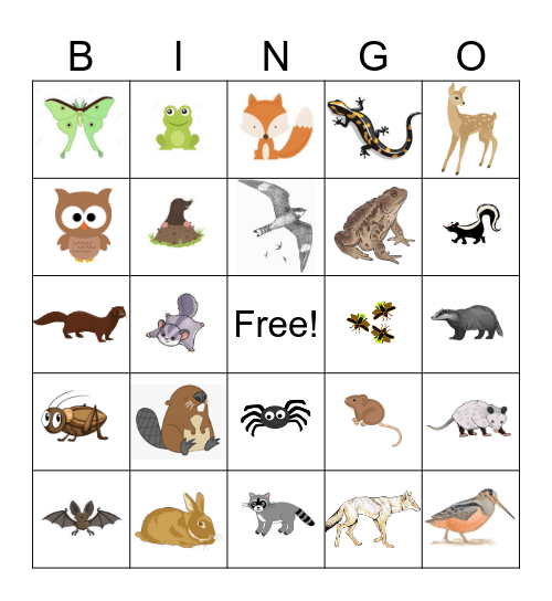 Nocturnal Animal Bingo Card
