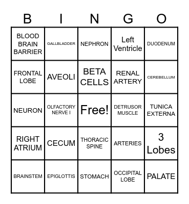 ANATOMY REVIEW Bingo Card