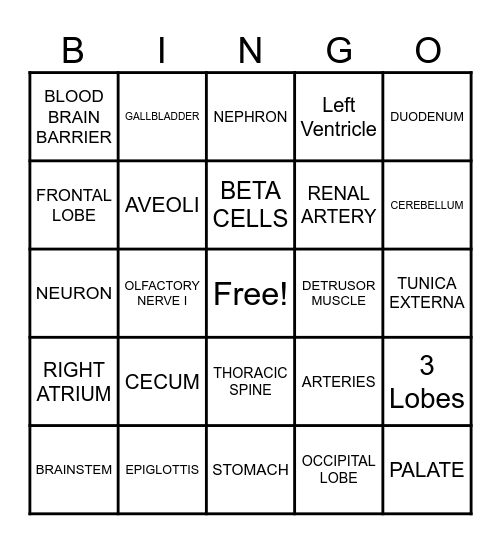 ANATOMY REVIEW Bingo Card