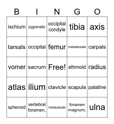 Skeletal System Bingo Card