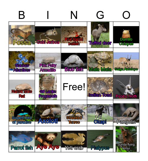 Unusual Animal Bingo Card
