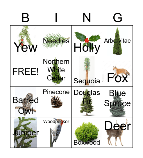 Evergreen Bingo Card