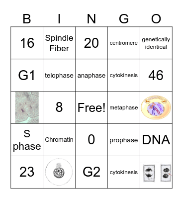 Mitosis Bingo Card
