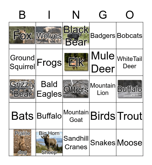 Wild Life Spotter Bingo Card