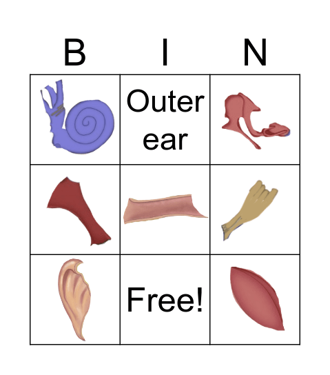 Parts of the Ear - Bingo Card