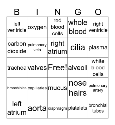 Circulatory & Respiratory Review Bingo Card