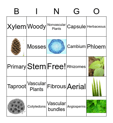 Plant Review Bingo Card