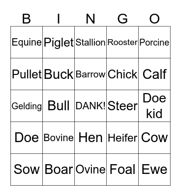 Animal Terms Bingo Card
