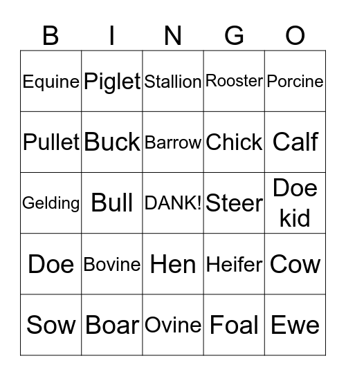 Animal Terms Bingo Card