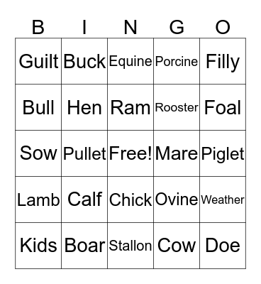 Animal Terms  Bingo Card