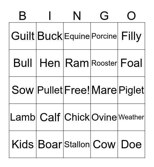 Animal Terms  Bingo Card