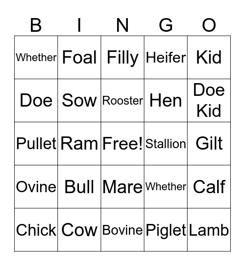Animal Terms Bingo Card