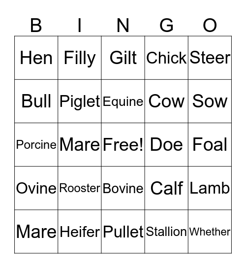 Animal Terms Bingo Card