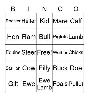 Animal Term Bingo Card