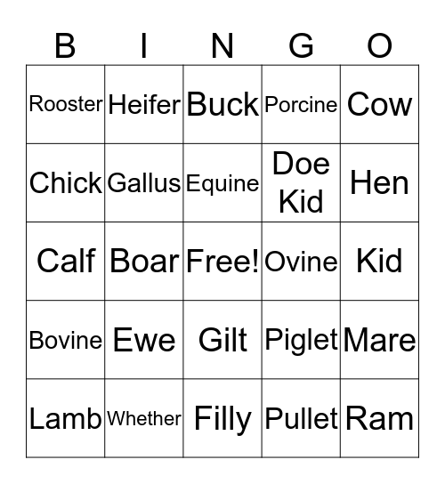 Animal Terms  Bingo Card