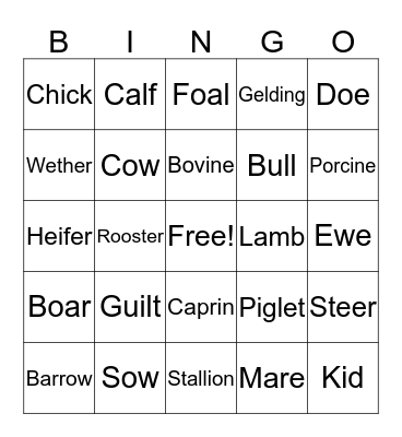 Animal Terms Bingo Card