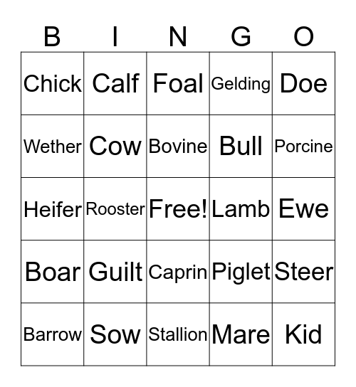 Animal Terms Bingo Card