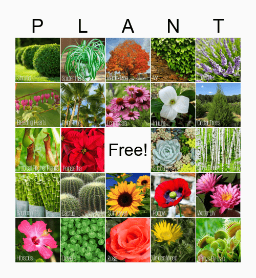 PLANT BINGO! Bingo Card