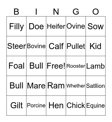 Animal Terms Bingo Card