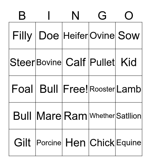 Animal Terms Bingo Card