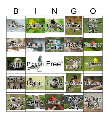 Birds Bingo Card