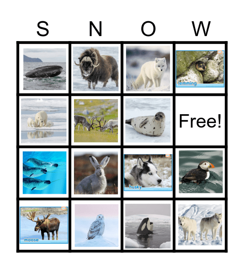 Arctic Animals Bingo Card