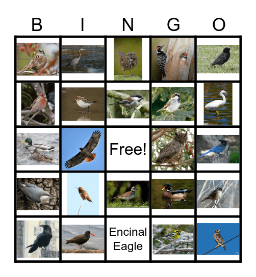 Bay Area Bird Bingo Card