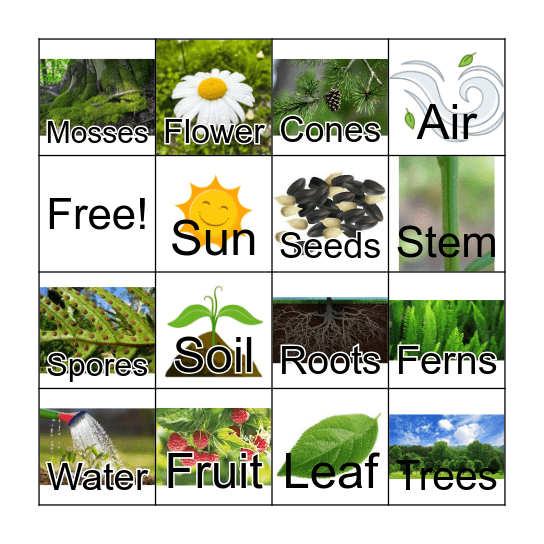 Plants Bingo Card