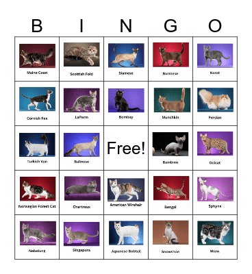 Cat Breed BINGO! Bingo Card
