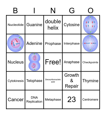 DNA & Cell Cycle Bingo Card