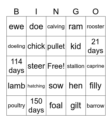Livestock Classifications Bingo Card