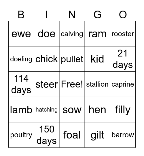 Livestock Classifications Bingo Card