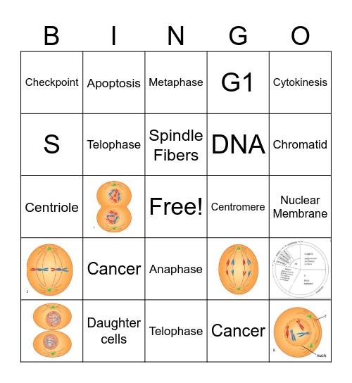 Gilchrist Cell Cycle & Mitosis Bingo Card