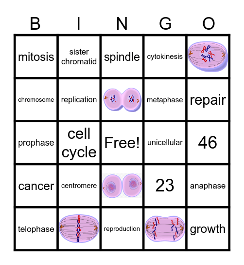 MITOSIS Bingo Card