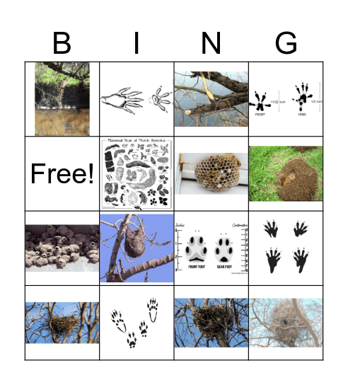 Ice Age Bingo: Animal Tracts and signs Bingo Card