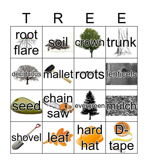 Forestry Bingo Card