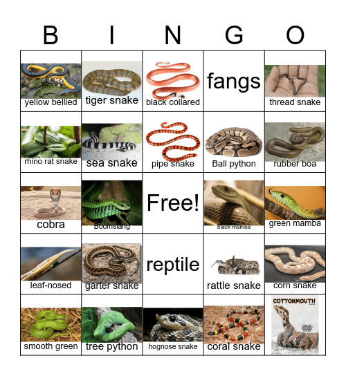 Snake Bingo Card