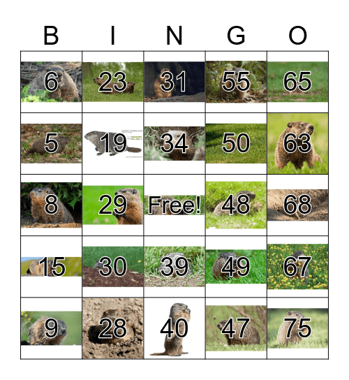 Number Bingo 1-75 Bingo Card