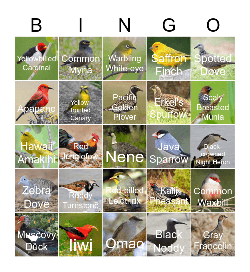 Hawaii Bird BINGO Card