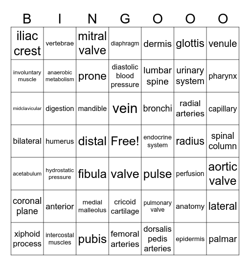 Anatomy Terms Bingo Card