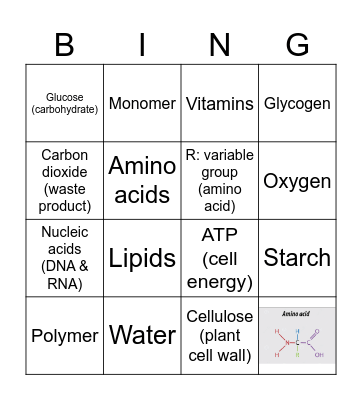 11 Biology - Cell requirements Bingo Card