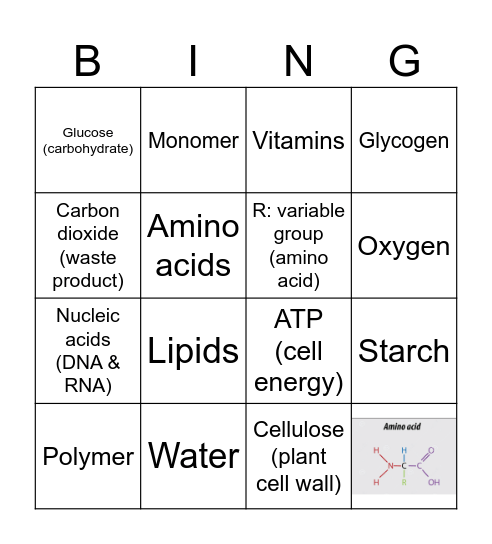 11 Biology - Cell requirements Bingo Card