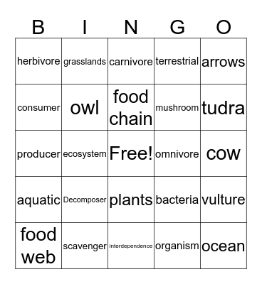 Food Webs Bingo Card