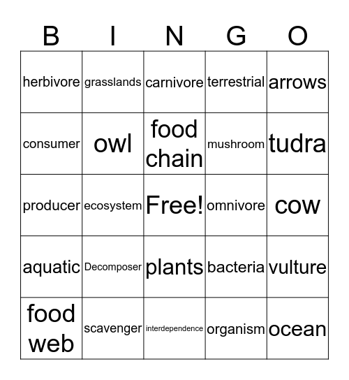 Food Webs Bingo Card