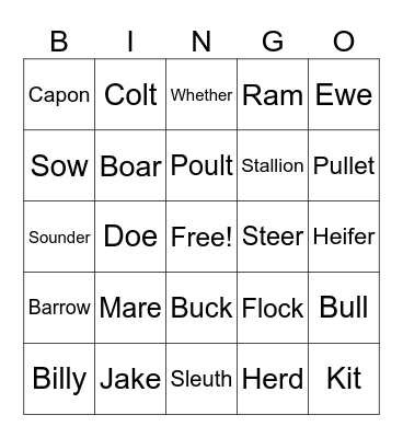 Animal Terminology Bingo Card